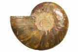 Cut & Polished Ammonite Fossil (Half) - Madagascar #318087-1